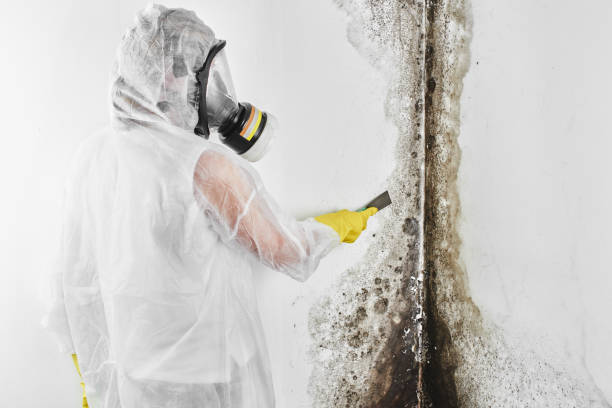 Best Fast Mold Removal  in Mulgee, OK