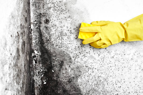 Best Mold Removal Company Near Me  in Mulgee, OK
