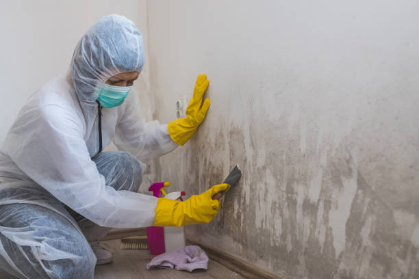 Best Mold Remediation Services  in Mulgee, OK