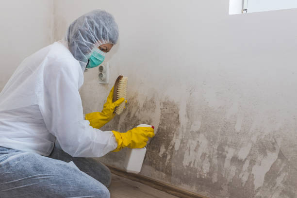 Best Mold Testing and Removal  in Mulgee, OK