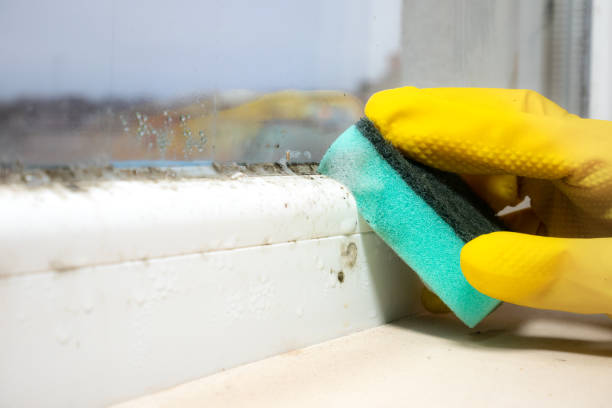 Best Local Mold Removal Service  in Mulgee, OK