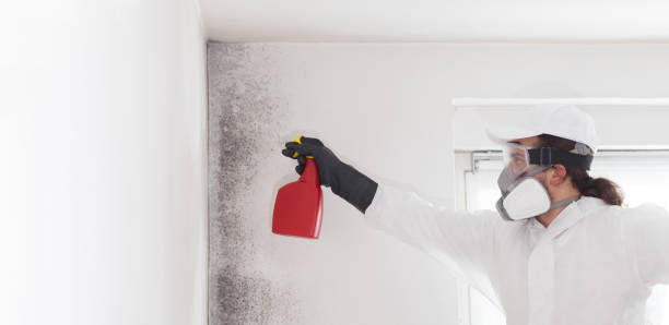 Best Mold Removal and Inspection  in Mulgee, OK