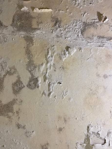 Best Local Mold Removal Service  in Mulgee, OK