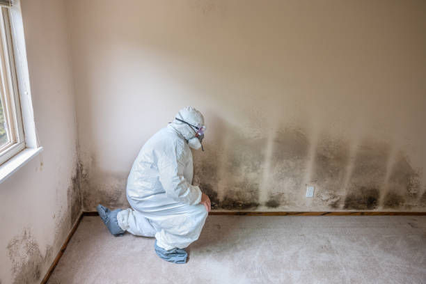 Mold Testing and Removal in Okmulgee, OK