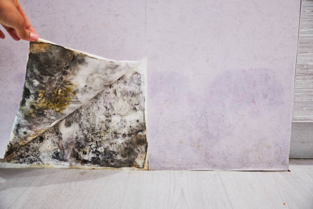 Best Mold Testing  in Mulgee, OK
